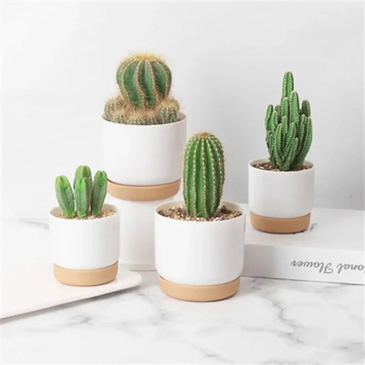 Small White Plastic Flower Dirt Pot for Plants | Hydro ATL