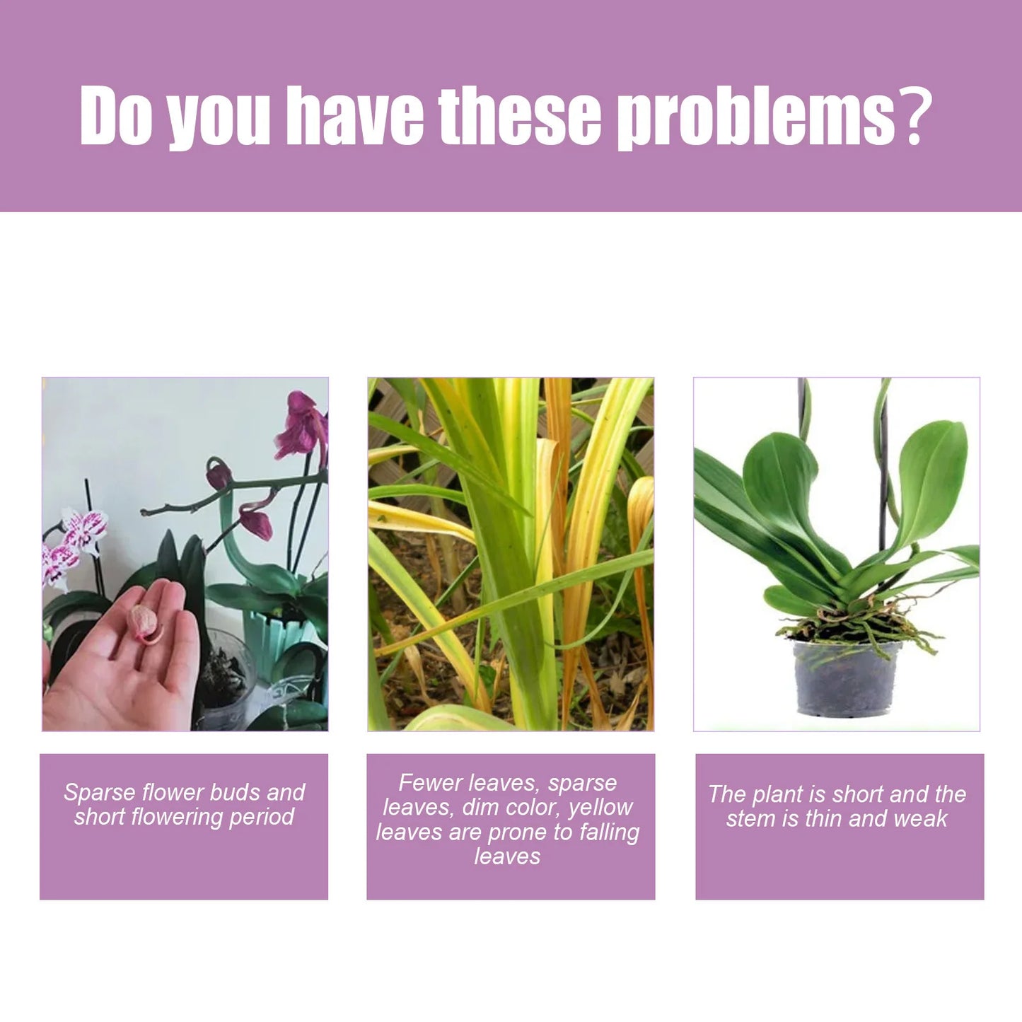 Orchid Fertilizer Spray Leaf Growth Nutrient