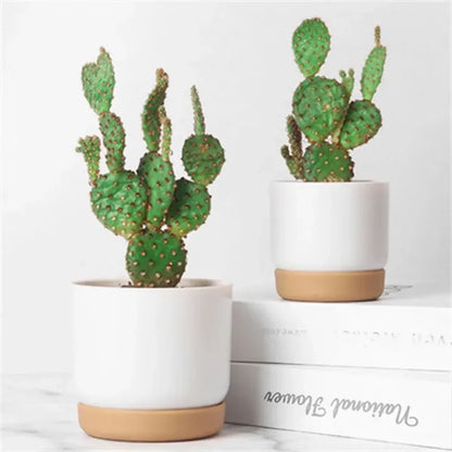 Small White Plastic Flower Dirt Pot for Plants | Hydro ATL